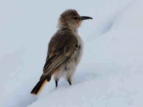 另类鸟类建筑师之二（褐背拟地鸦、雪雀）