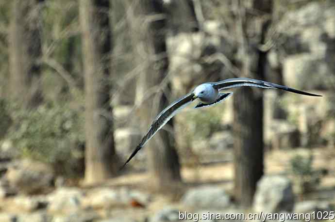 北京动物园的鸟类——海鸥