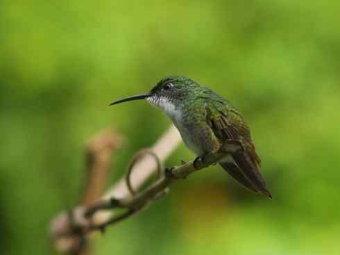 雀鸟也彪悍：别拿豆包不当干粮（蜂鸟）