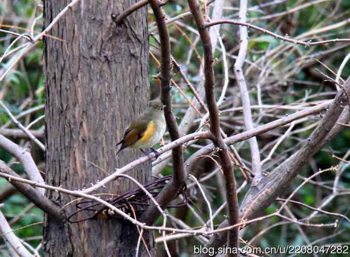 151.圣诞节送上12月份拍新鸟 151.圣诞节送上12月份拍新鸟