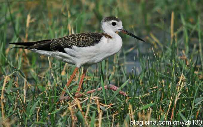 乌梁素海7——风情万种的美腿女一号（组图）