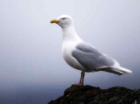 天生猎手：非猛禽类猎手之五（海上霸主军舰鸟、海鸥）