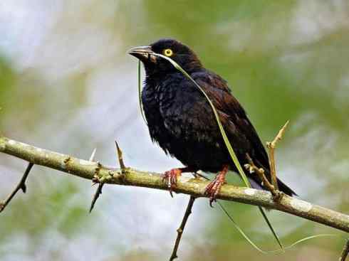 极品红色鸟类：红艳织雀