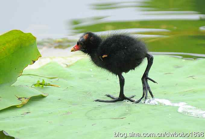 黑水鸡育雏 黑水鸡育雏