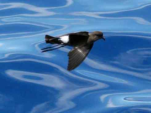 奇特的盔：雪海燕