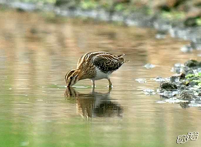 北京沙河&nbsp;wbr路&nbsp;wbr黑翅长脚鹬和扇尾沙锥