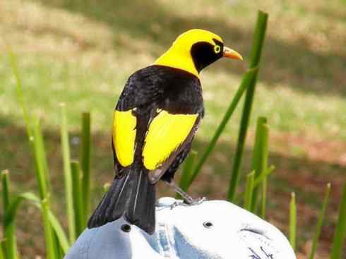 十大鸟类建筑师之三（柳莺、犀鸟）