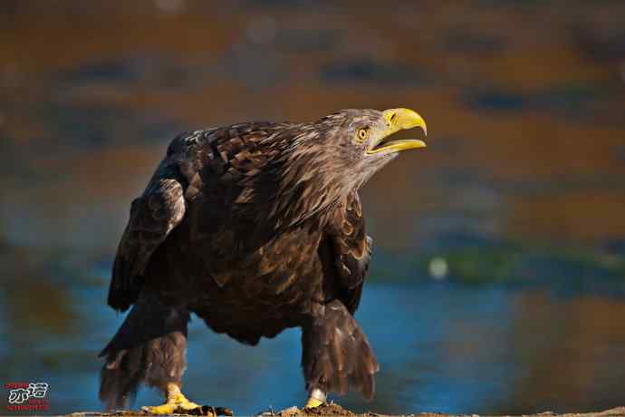 北戴河 wbr路 wbr白尾海雕 北戴河 wbr路 wbr白尾海雕