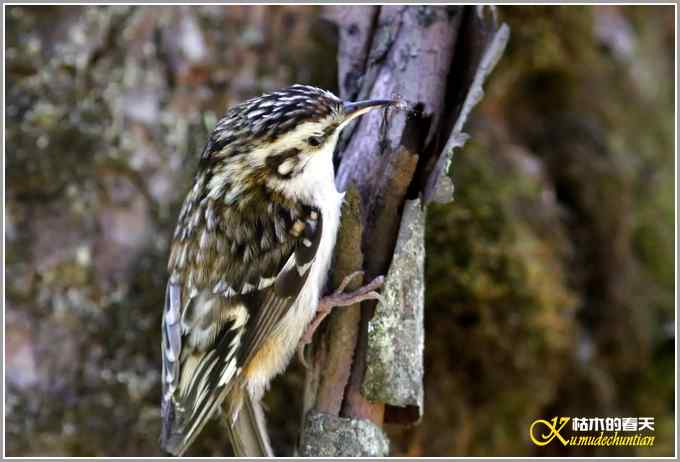 旋木雀&bull;煤山雀&bull;柳莺【照片】