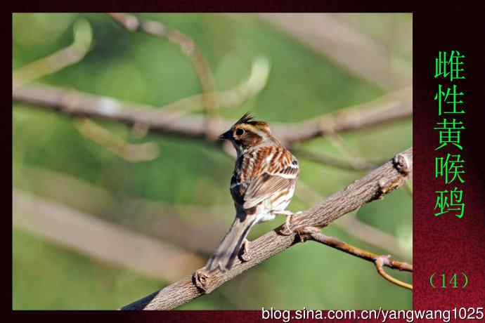 雌性黄喉鹀(14) 雌性黄喉鹀(14)