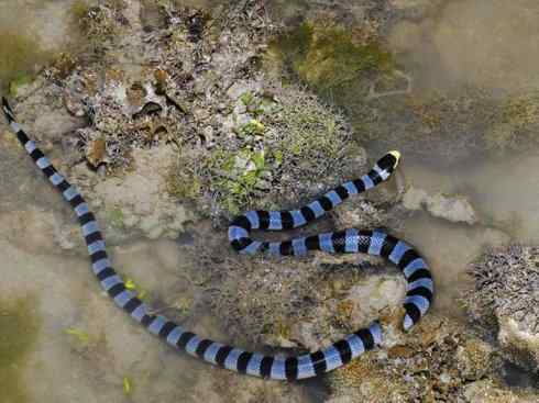 龙：传说的兽原型探秘（海蛇类）