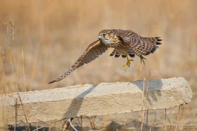 【野鸭湖的鸟】灰背隼