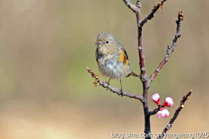 桃树枝头的雌性红胁蓝尾鸲（2）
