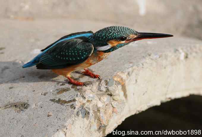 新年第一炮：小翠抓虾