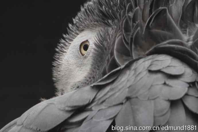 灵魂之窗 望远镜摄影Digiscoping