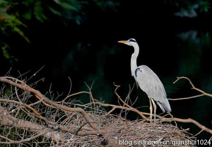 一只漂亮的苍鹭(稻香湖)