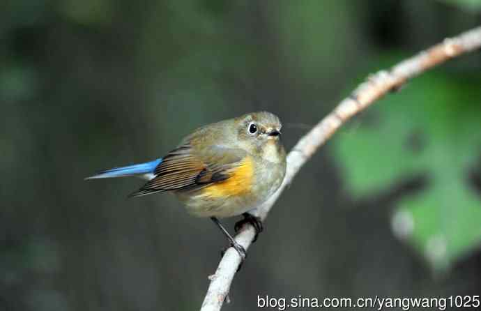 雌性红胁蓝尾鸲（59）