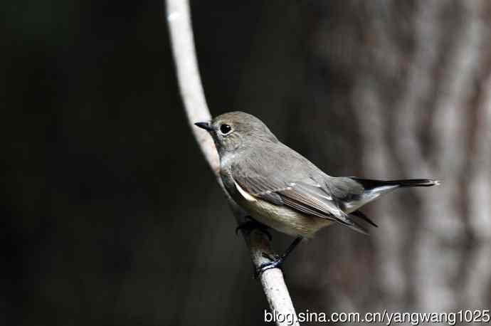 红喉姬鹟(22) 红喉姬鹟(22)