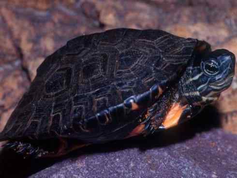 玄武：传说的兽原型探秘（潮龟）