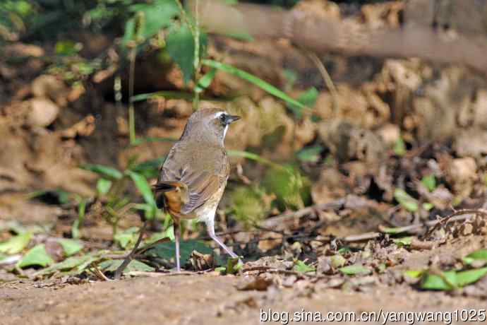 雄性红喉歌鸲（21）