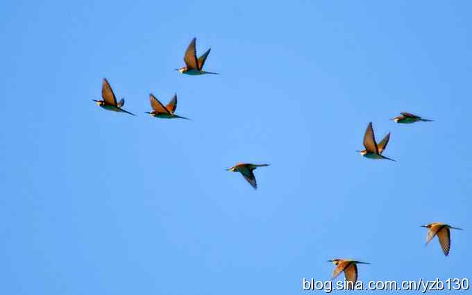 绚丽的黄喉蜂虎（组图，6张图片）