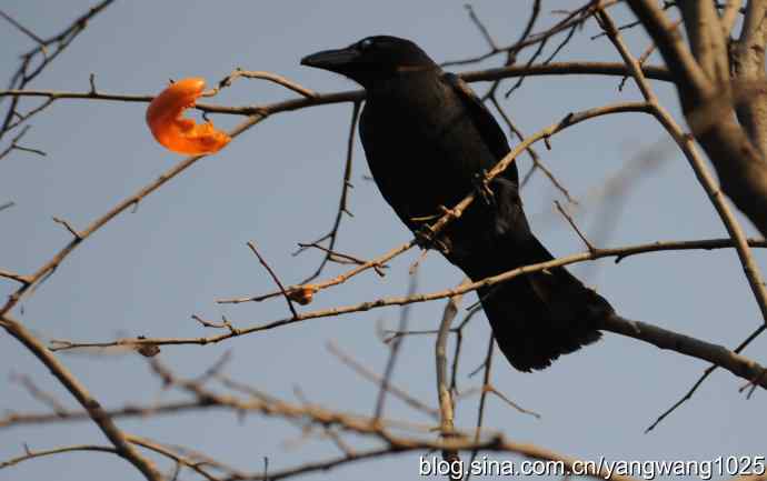 北京动物园的鸟类——谁爱吃柿子？（乌鸦）