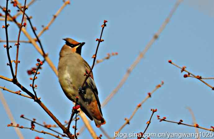北京动物园的鸟类——太平鸟（抓拍）1