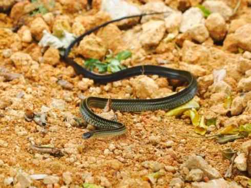 龙:传说的兽原型探秘(游蛇类) 龙:传说的兽原型探秘(游蛇类)