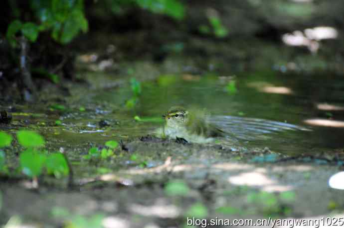 爽（洗浴的黄眉柳莺）2