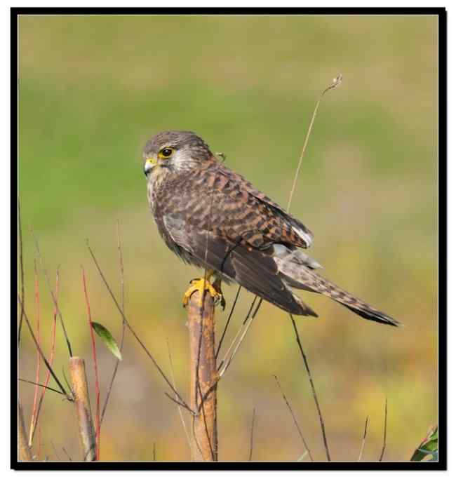 红隼享用甜点 红隼享用甜点