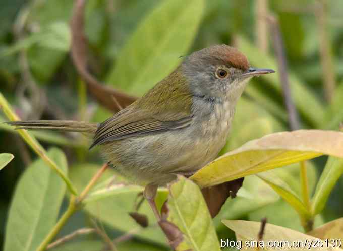 深港拍鸟新纪录（10）鈥斺敵の卜煲遁海ㄗ橥迹