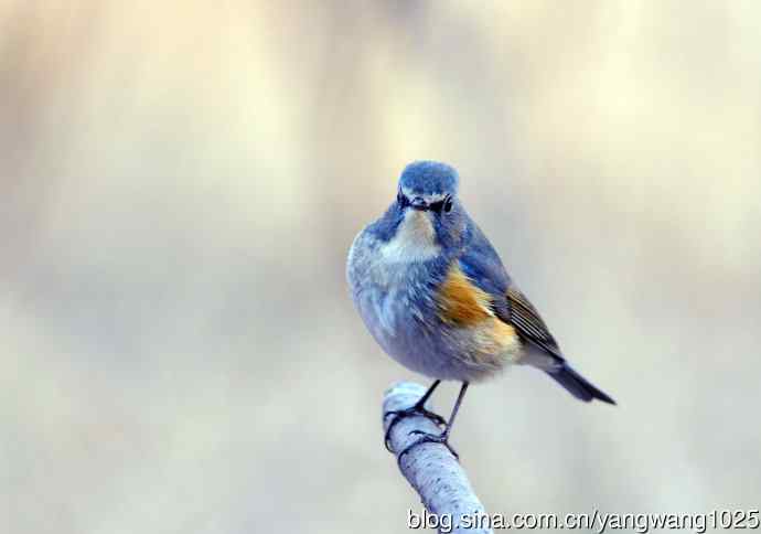 雄性红胁蓝尾鸲（4）