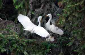 白鹭王国摄影记