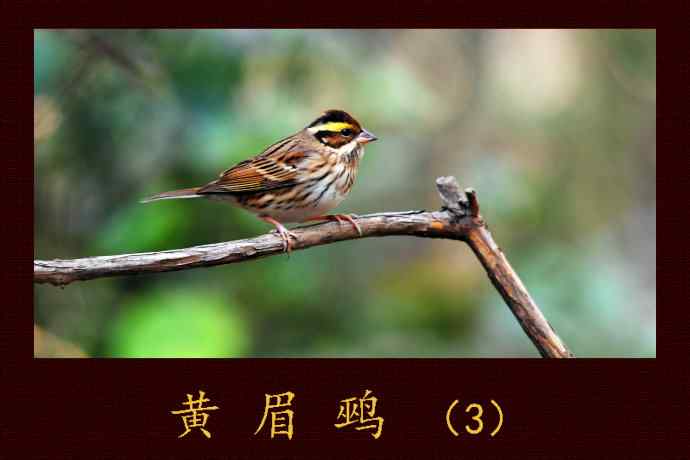 黄眉鹀（3）