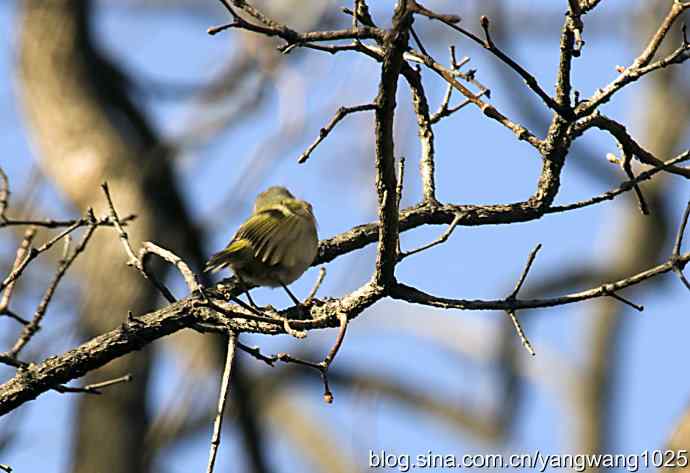 高枝头的戴菊鸟 高枝头的戴菊鸟