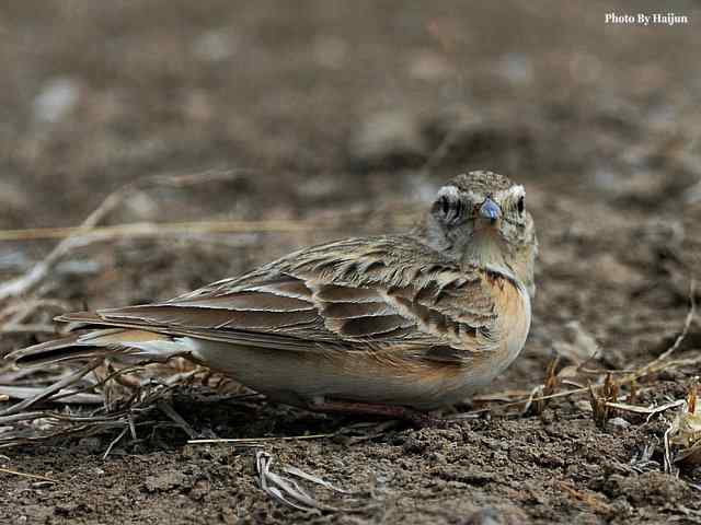 野鸭湖拍摄纪实(黄头鹡鸰及其它) 野鸭湖拍摄纪实(黄头鹡鸰及其它)