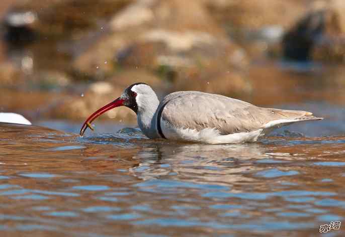 又见鹮(huán wbr)嘴鹬(yù) 又见鹮(huán wbr)嘴鹬(yù)