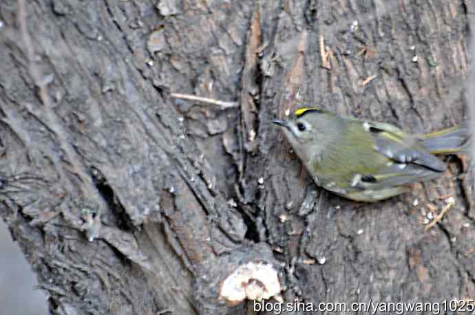 柏树丛中的戴菊 wbr2 柏树丛中的戴菊 wbr2