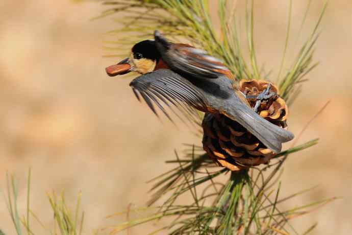 【新鸟】稻香湖的杂色山雀