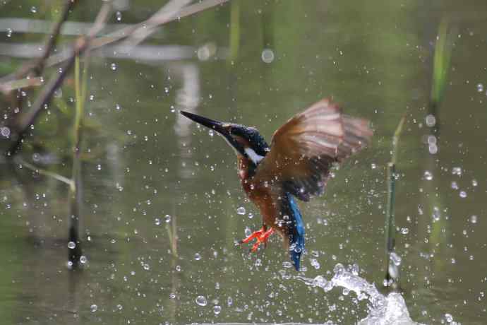 220.可爱小翠--飞姿图