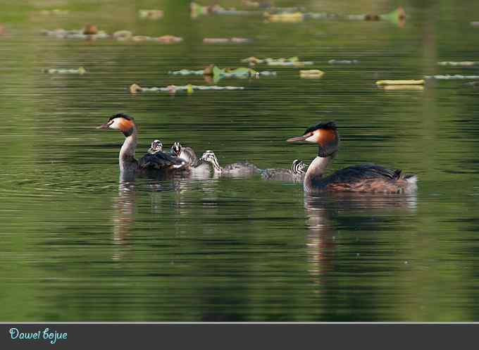 绿意倒映中的pt家园