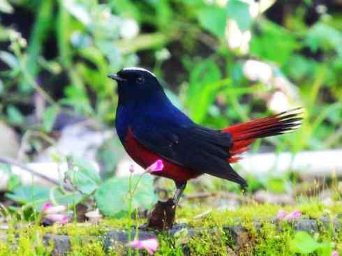 美丽无罪：雀鸟之溪鸲