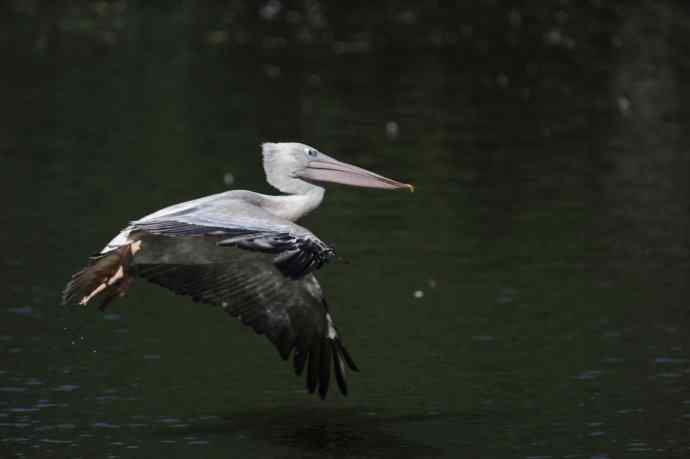 再拍大鹈鹕 wbr8