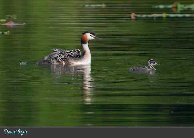 绿意倒映中的pt家园