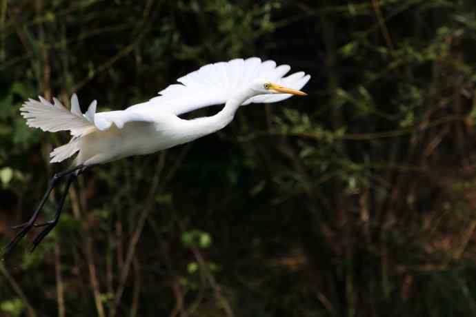 摄鸟拾趣 wbr wbr白鹭（二）