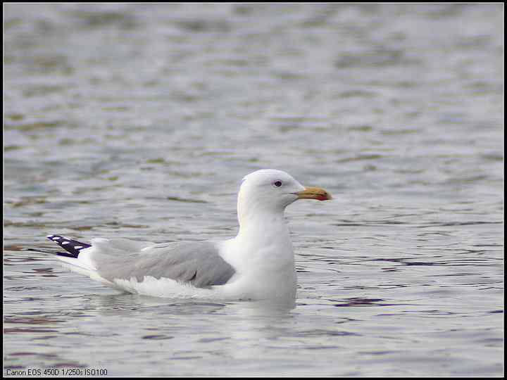 新疆鸟类大全——行色无忌的南疆鸟类摄影