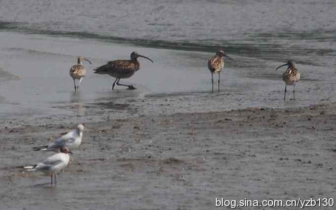 打到一只杓鹬，高兴ing鈥︹Γㄗ橥迹