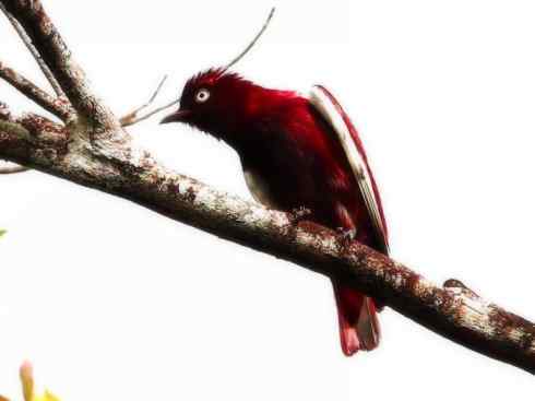 极品红色鸟类：深红紫伞鸟