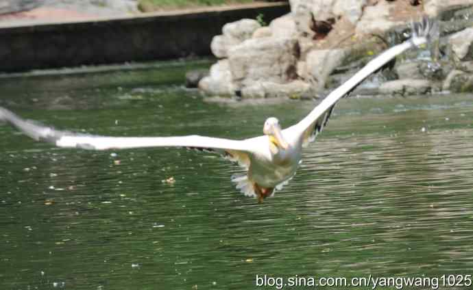 鹈鹕(抓拍) 鹈鹕(抓拍)