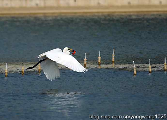 白鹭（捕鱼）